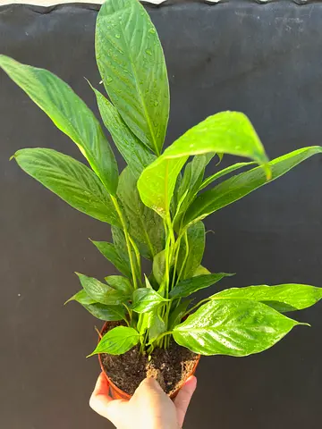 Potted Peace Lily Plant - Perfect Indoor Decor