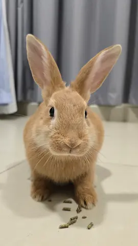 Rabbit Pet for adoption