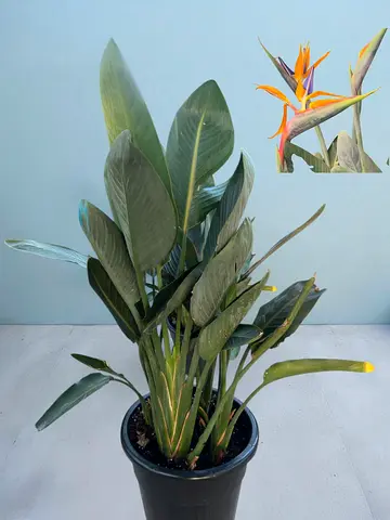 Strelitzia reginae | Bold Foliage  Iconic Orange-Blue Blooms