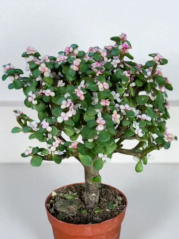 Rainbow Elephant Bush | Bonsai-Style Succulent for Indoor Decor