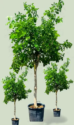 Pongamia Tree Bundle | 220–250 cm | Set of 3 | AED 3350