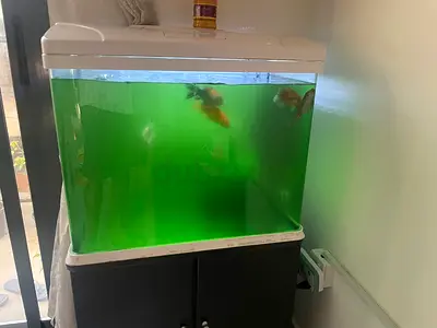 Fish Tank with 4 koi fishes and filter