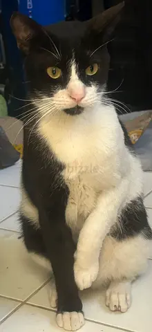 Rescued male cat