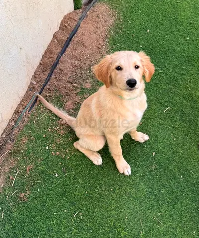 Adopt , Rio  - 3 Month Old Golden Retriever!