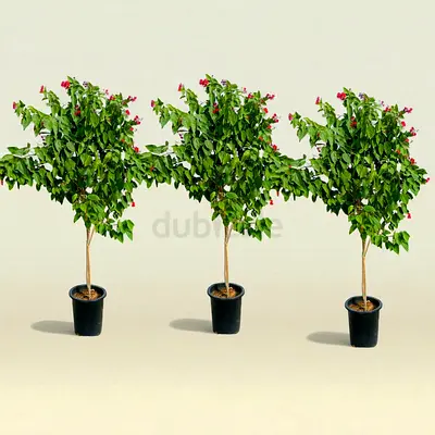 : Jetropfa Trio	Jetropfa Landscaping Trees – 3-Piece Bundle for UAE Gardens