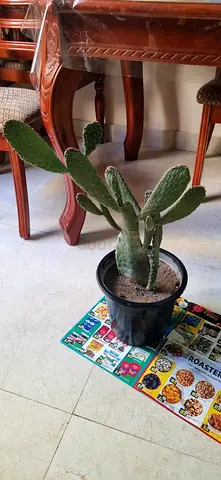 Cactus plant
