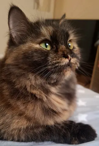 Pet for adoption no extra charges and fee