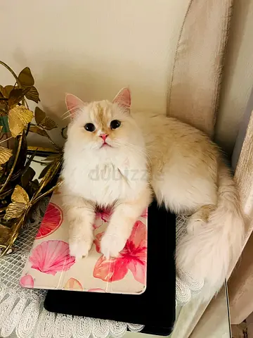 11 month HeMalaya cat pure bread