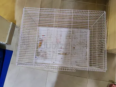 Birds cage