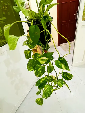 Beautiful Indoor Pothos Plant for Sale