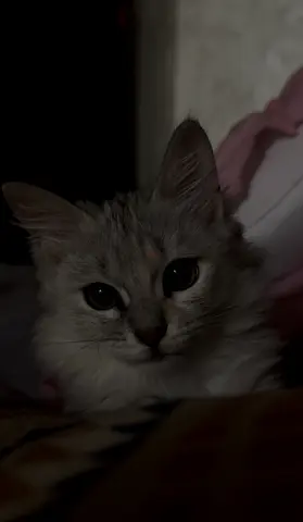 5-7 months old rescue kitten who been in a home for 4+ months now