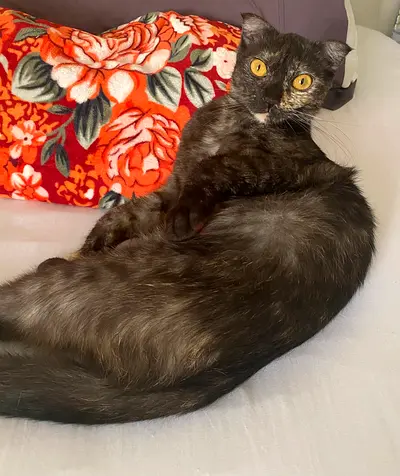 Cat for free adoption