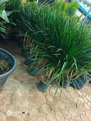 Beautiful Yucca  Plants for Home Decor