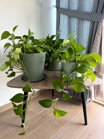 Nature’s Touch for Your Space