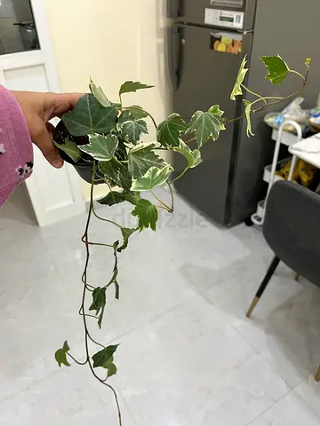 Healthy Indoor Ivy Plant for Your Home