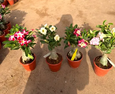 Desert Rose Grafted Multi color ~ set of 4 ~ 150 AED