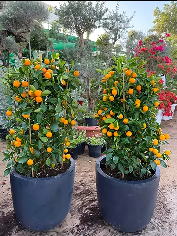 Beautiful Mandarin Orange Plants for Sale
