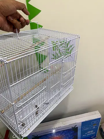 White Metal Bird Cage