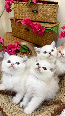 Adorable Kittens Looking for a Loving Home