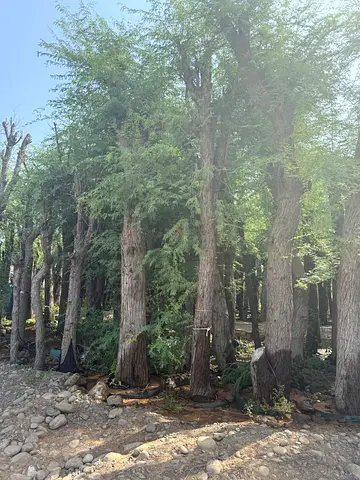 Premium Ghaf Trees – Ready for Transport  Planting  اشجار غاف احجام كبيره في اكياس جاهزه للنقل