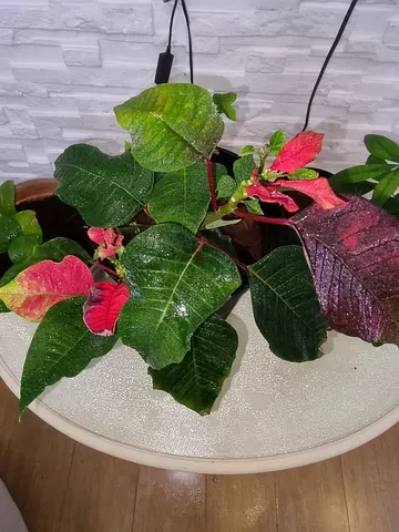 Plants for sale