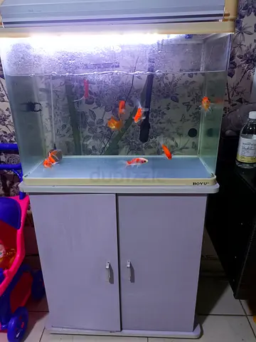 Fish Tank Aquarium