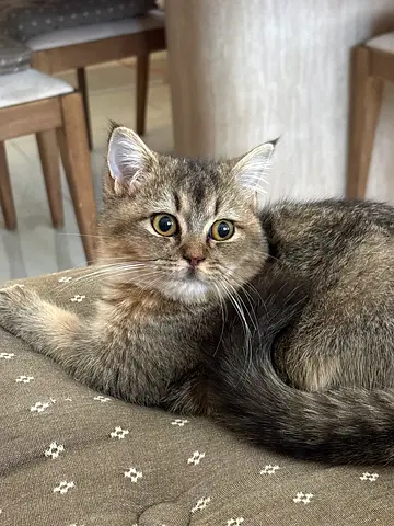 Plz if you find it send message