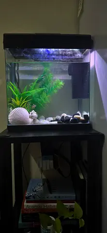 Beautiful Aquatic Setup with Plants and Decorative Shells