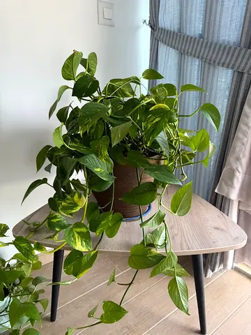 Nature’s Touch for Your Space