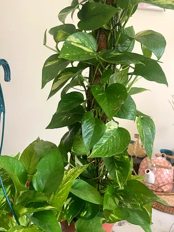 Beautiful Potted Plant - Perfect Addition to Your Home
