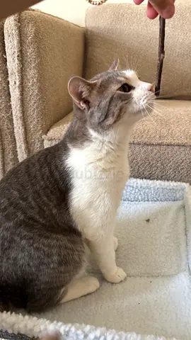 Adorable Grey and White Cat Looking for a Loving Home, borned in my home already