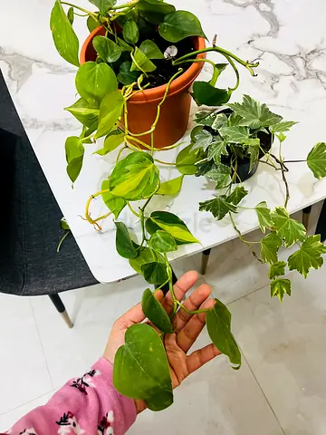 Beautiful Indoor Plants for Sale