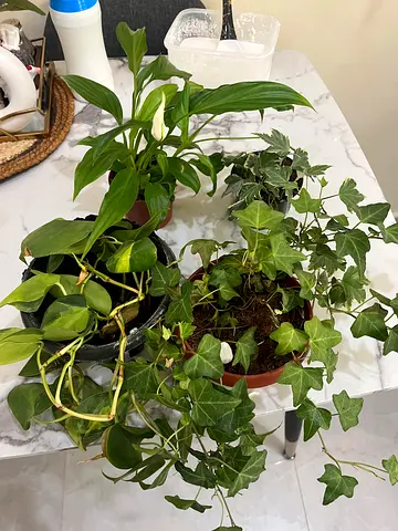 Collection of Beautiful Indoor Plants