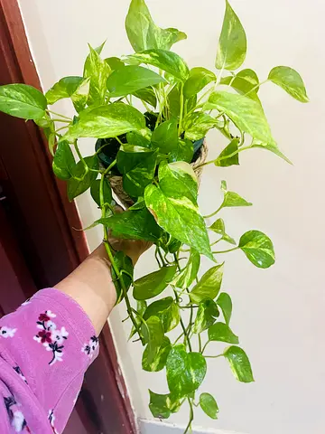 Beautiful Green Hanging Plant for Home Decor