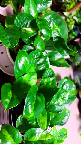 Indoor plants for sale