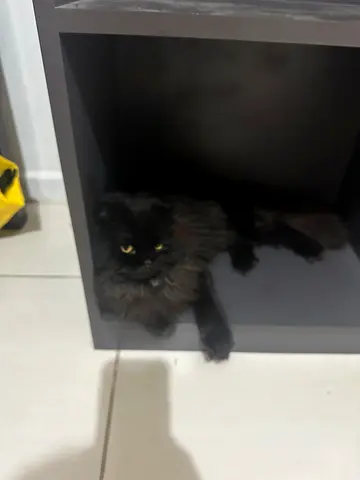 Cute Black Cat Looking for a Loving Home
