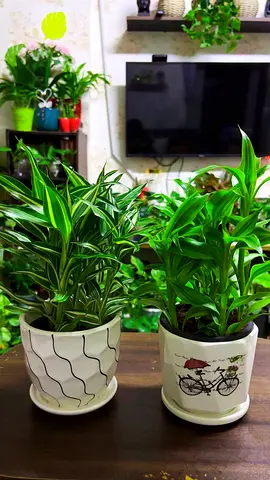 Indoor plants for sale