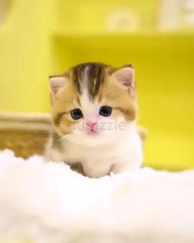 Adorable Kitten Looking for a Loving Home