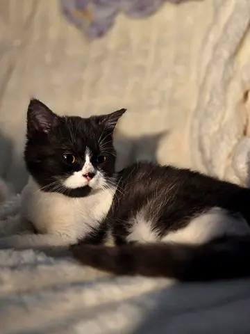 Beautiful female kitten FREE adoption