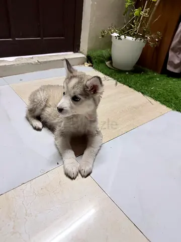 free adoption Husky puppey alain city