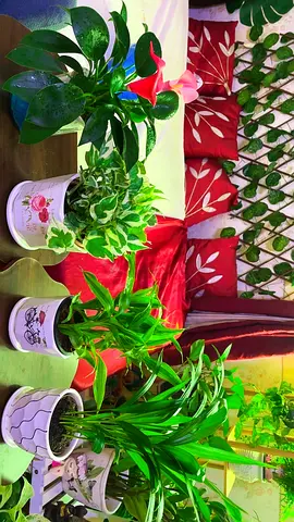 Indoor plants for sale