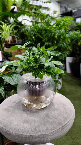 Schefflera arboricola Indoor Plant