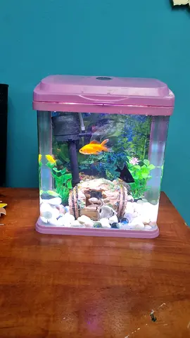 Beautiful Aquarium with Colorful Fish