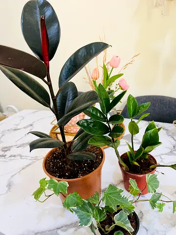 Charming Indoor Plant Collection for a Fresh Touch