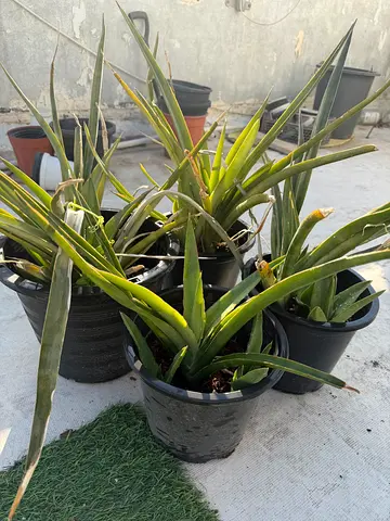 Hybrid katana plants (4pots)