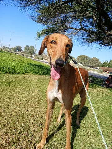 Greyhound dog for  free adoption.