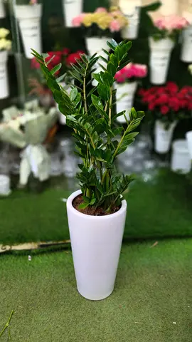 Z plant indoor zero maintenance