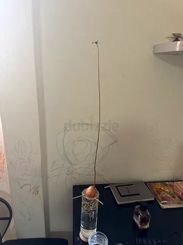 Avocado tree with glass pot