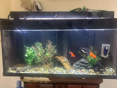 Aquarium with Plants/ filter  air pump