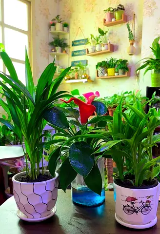 Indoor plants for sale